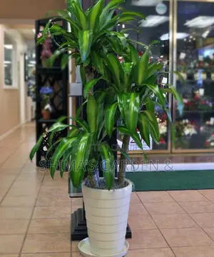 Horticultural Services