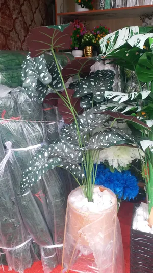 Cholly Artifacts Plant