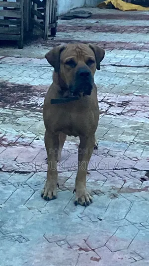 1+ year Male Purebred Boerboel