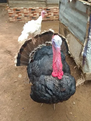 Live Male Turkey