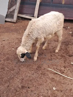 Lamb Available for Sale