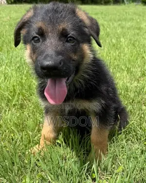 1-3 months Male Mixed Breed German Shepherd