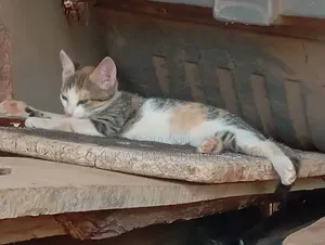 0-1 month Female Purebred Cat
