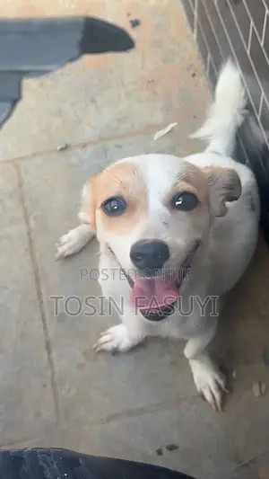 1+ year Female Mixed Breed Chihuahua
