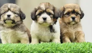 1-3 months Male Purebred Lhasa Apso