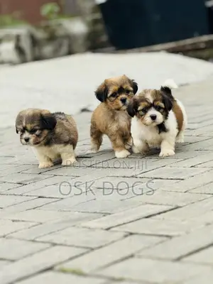 1-3 months Female Purebred Lhasa Apso