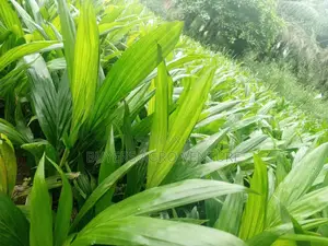Palm Seedlings Hybrid Tenera Here for You Buy Now