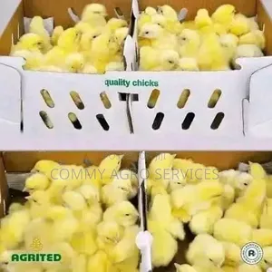 Broiler Chick