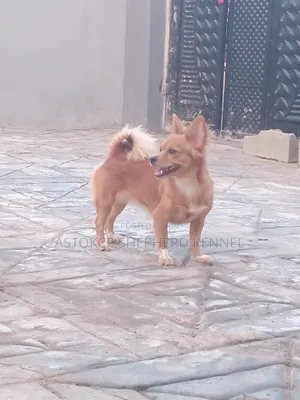 1+ year Female Purebred Chihuahua