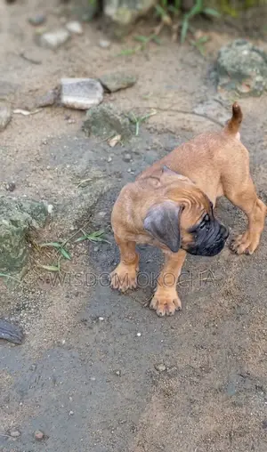 3-6 months Male Purebred Boerboel