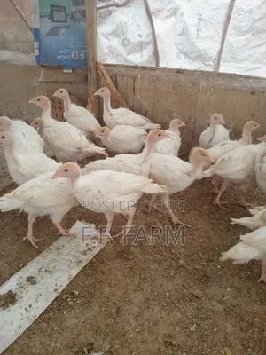 Foreign Turkey