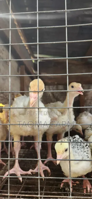 Foreign Turkey (4 Weeks)