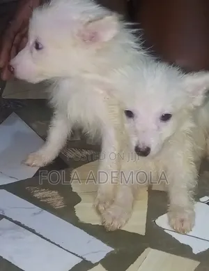 1-3 months Female Purebred American Eskimo