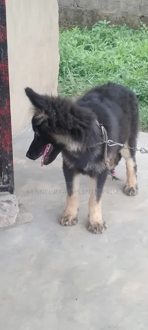 3-6 months Male Purebred German Shepherd