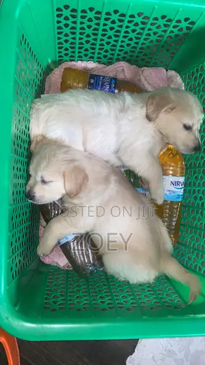 1-3 months Male Purebred Golden Retriever