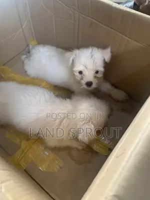 1-3 months Male Purebred Lhasa Apso