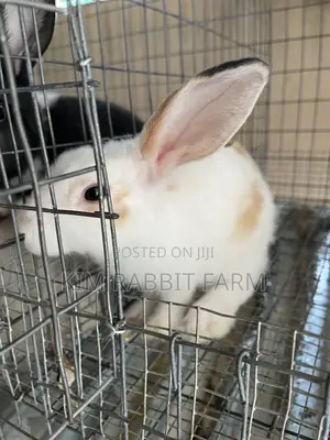 Premium Rabbits for Sale
