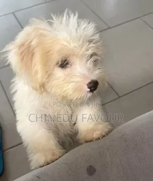 3-6 months Male Mixed Breed Maltese