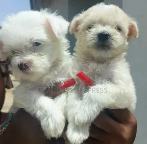 1-3 months Female Purebred Lhasa Apso