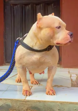 1+ year Female Purebred American Bully