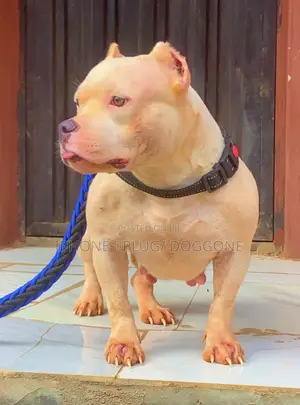 1+ year Female Purebred American Bully