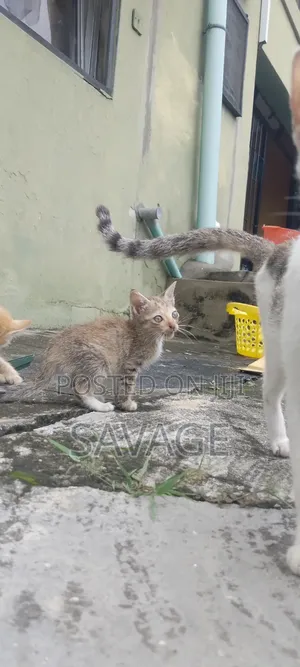 1-3 months Male Purebred American Shorthair
