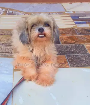 6-12 months Female Purebred Lhasa Apso