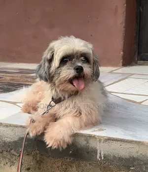 6-12 months Female Purebred Lhasa Apso