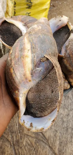Original Local Bush Snails