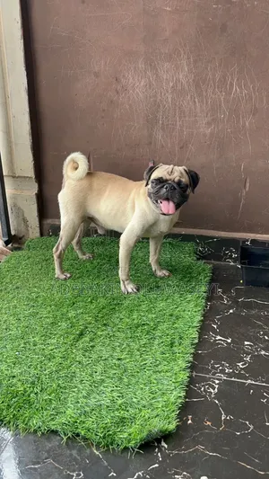 1+ year Male Purebred Pug