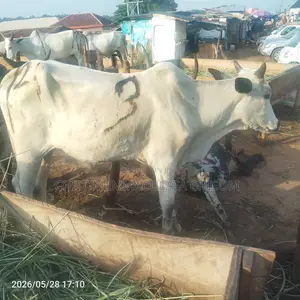 Healthy, Well-Fed Cows for Sale – Strong Disease Free
