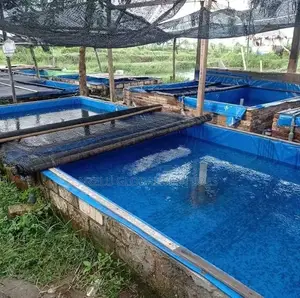 Fish Pond Tarpaulin for All Sizes