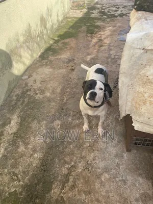 1+ year Female Purebred American Pit Bull Terrier
