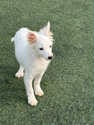 1-3 months Male Purebred American Eskimo