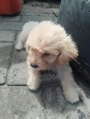 1-3 months Male Mixed Breed Golden Retriever