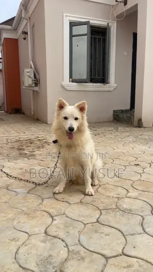 1+ year Male Purebred American Eskimo