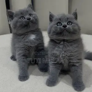 1-3 months Male Purebred British Shorthair