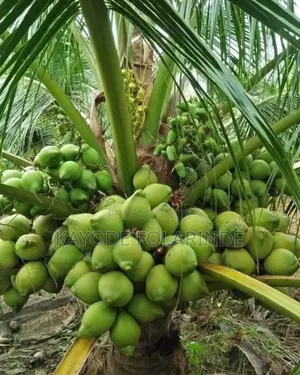 Hybrid Dwarf Coconut Seedlings