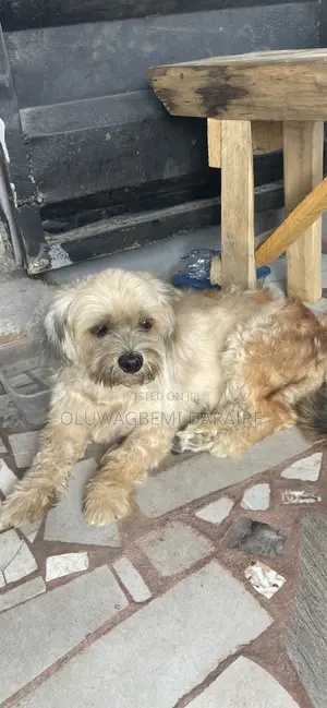 1+ year Female Purebred Lhasa Apso