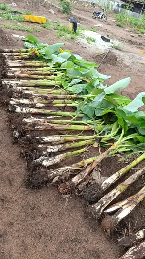 Fresh Grow Out Plantain Sucker