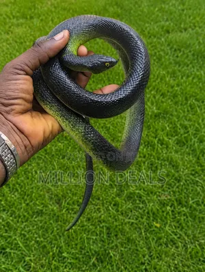 Silicon Prank Halloween Fake Snake Toy