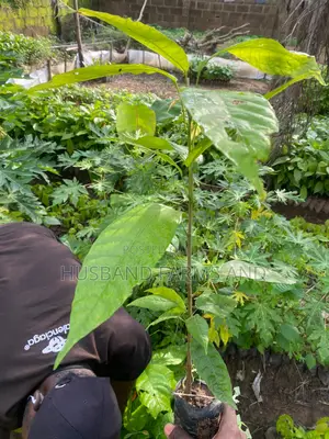 Cocoa Seedlings (Crin Tc Hybrid Series)