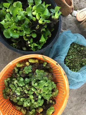 Azolla/Wolffia/Duckweed/Water Hyacinth/Salvinia Aquatic Plant