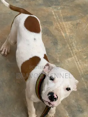 3-6 months Male Purebred American Pit Bull Terrier