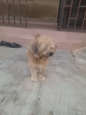 1+ year Male Purebred Lhasa Apso