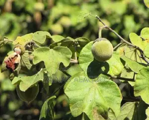 Gorotula Fruit