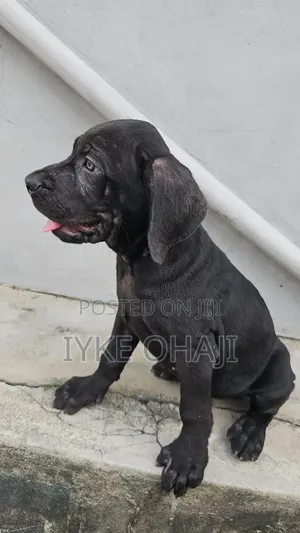 3-6 months Male Purebred Cane Corso