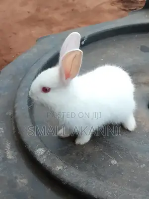 Strong And Healthy Rabbits Available