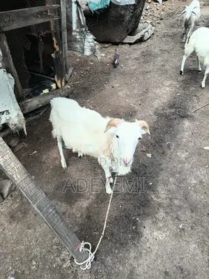 One Kuru Ram