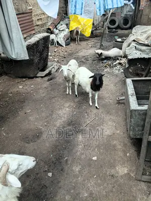 Female Rams